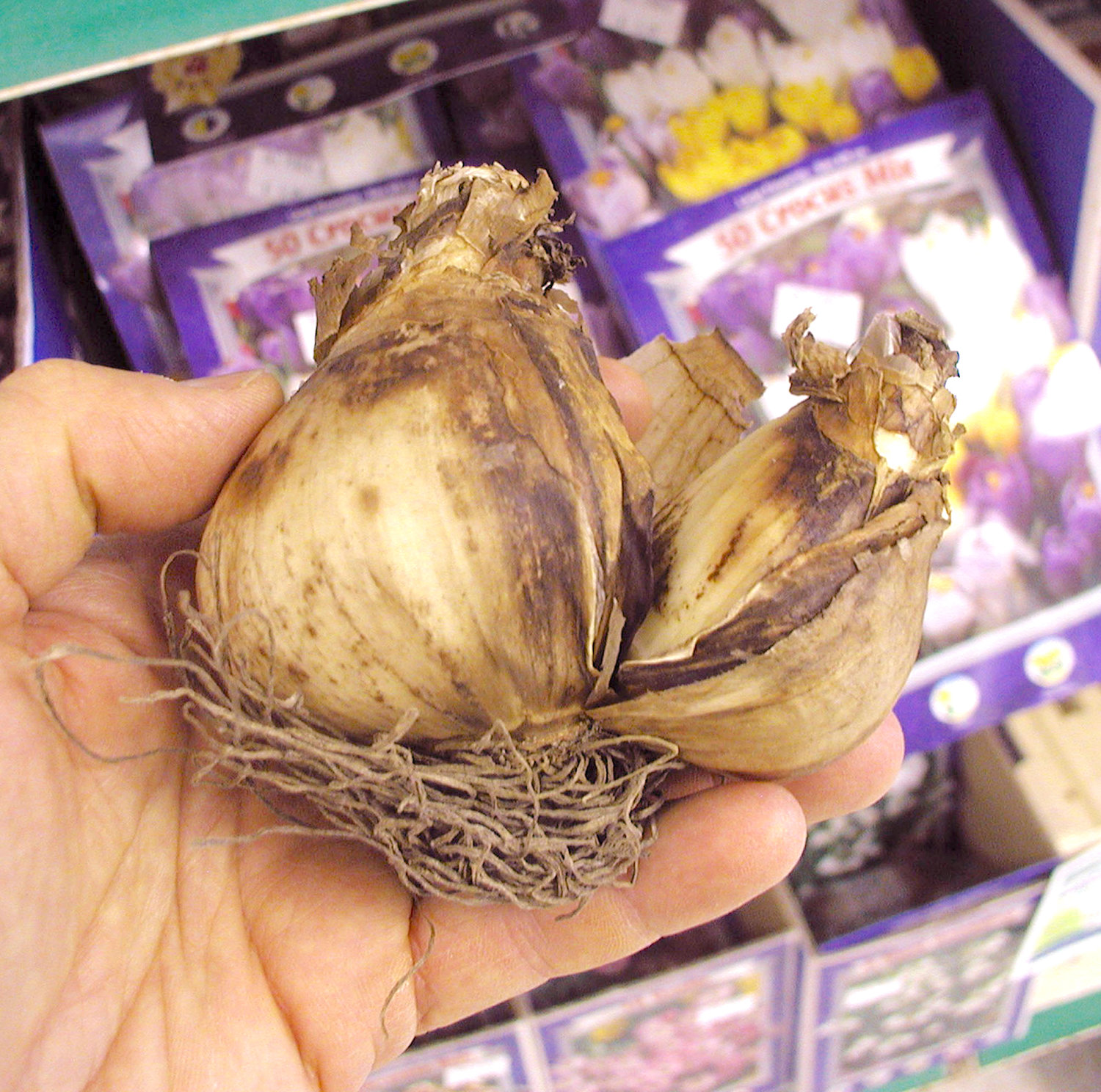 A top size double-nosed daffodil bulb is seen in this undated photo. Forcing bulbs at home is a fun way to enjoy flowers indoors during the winter months.