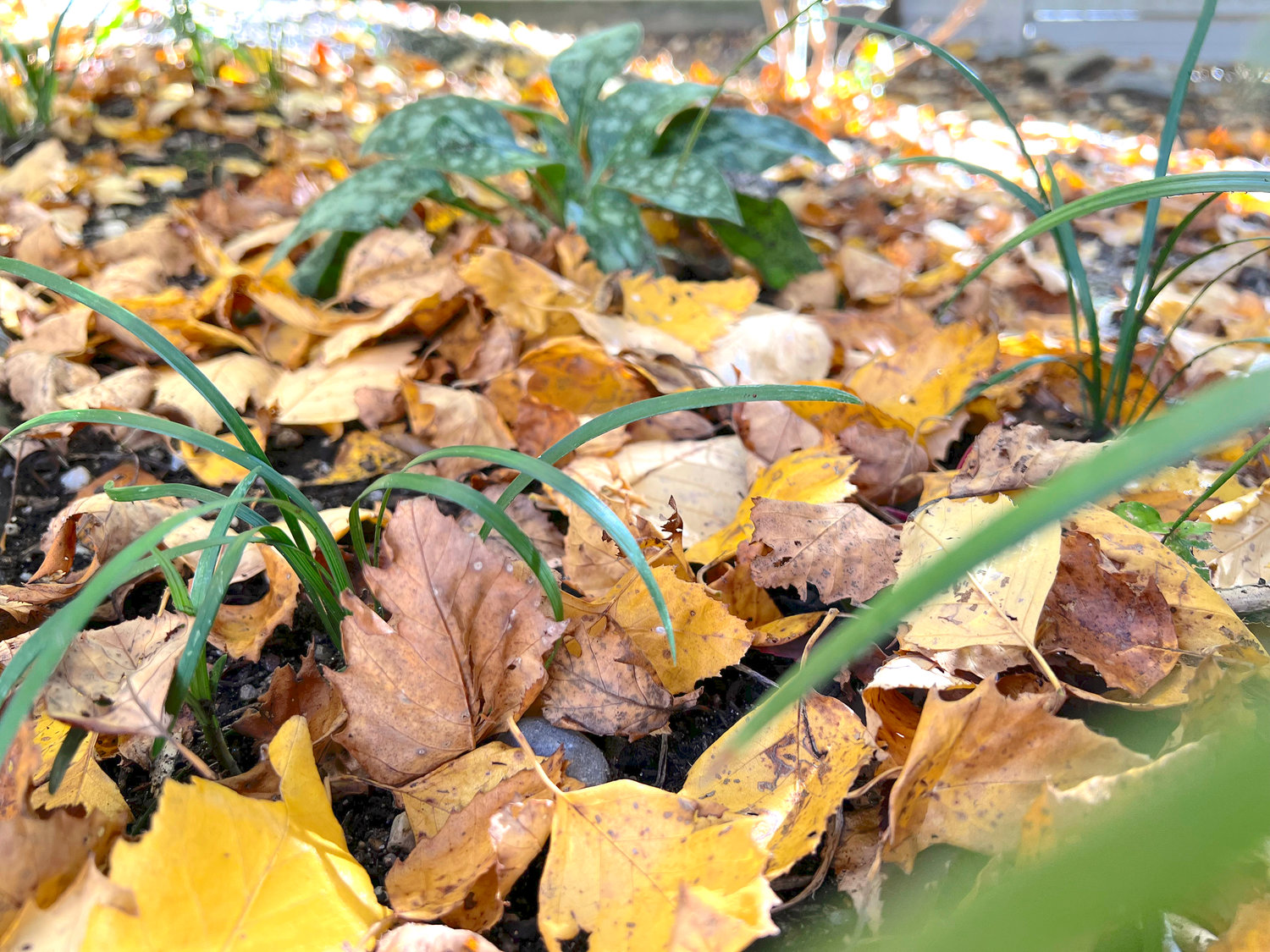 A thin layer of fallen leaves in a garden bed on Long Island. They will decompose over winter to provide nourishment for existing and future plantings.