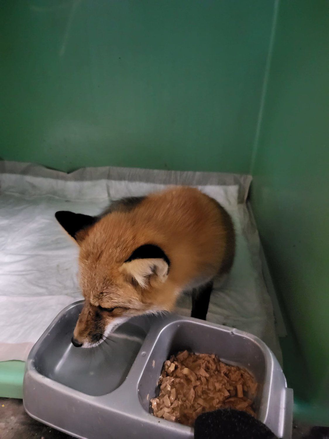 This red fox, which had been roaming Rome for a couple weeks and caught peering through windows at the Stewart's Shop on Griffiss Business and Technology Park, is now in the care of Woodhaven Wildlife Center in Chadwicks. He is headed for Cornell on Wednesday for X-rays of an injured paw and further treatment. At left, the critter is shown on social media posts on Sunday at Stewarts. At right, the fox enjoys a meal and some water at the wildlife center.