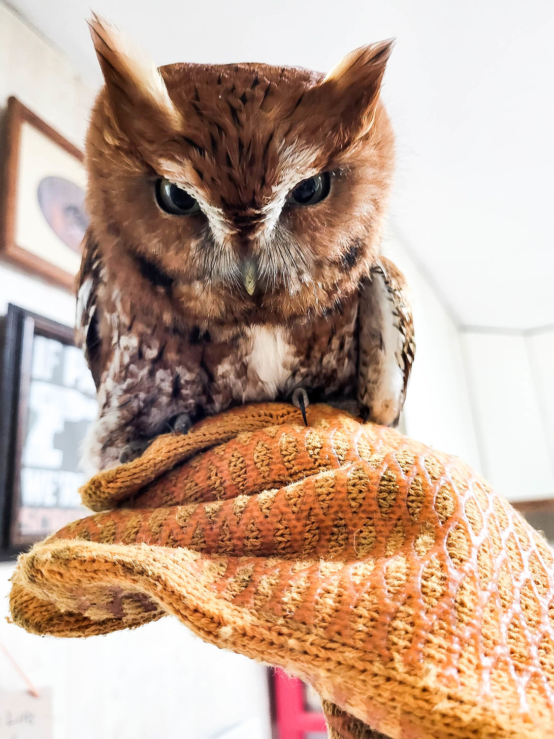 RESCUED OWL — This red phase screech owl was rescued off the side of a road in Whitesboro on Tuesday by a passing Oneida County Sheriff's deputy, according to the Woodhaven Wildlife Center. Officials said the owl is believed to have an injured wing, and possibly a head injury. He was taken to the Cornell Wildlife Hospital. Screech owls can be red, like this one, or gray, according to the state Department of Environmental Conservation — with about a third of individual birds in the species being red. Screech owls are nocturnal and have a varied diet, eating just about everything from songbirds to mice to frogs and fish.