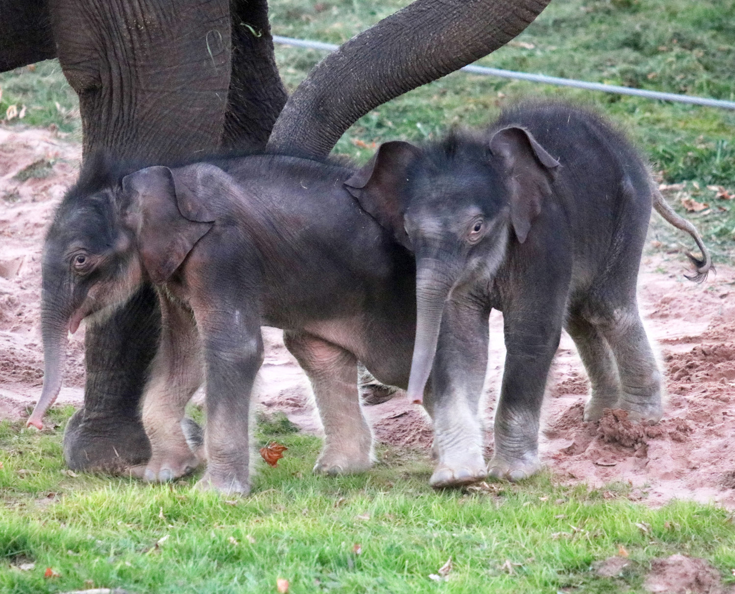 Male Asian elephant twins were born at the Rosamond Gifford Zoo on October 24, 2022. Their birth marked a historic occasion as elephant twins reportedly comprise less than 1% of elephant births worldwide.