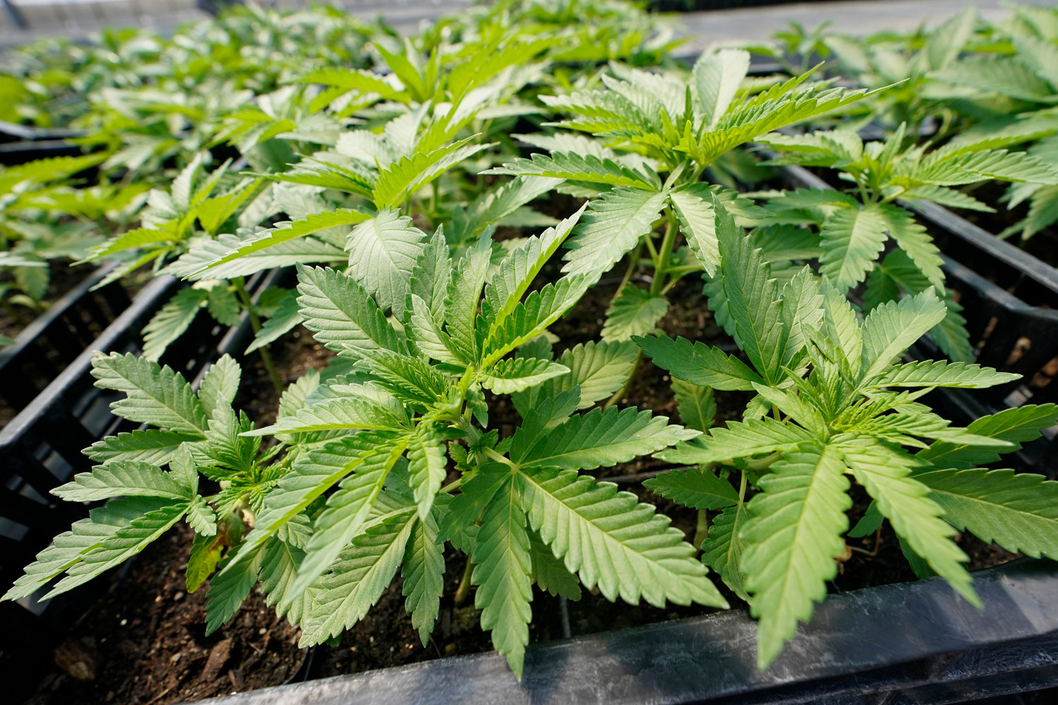 Marijuana plants for the adult recreational market are seen in a greenhouse at Hepworth Farms in Milton, N.Y., in this July 2022 file photo. New York has issued the first 36 cannabis dispensary licenses on Monday, Nov. 21, taking a monumental step in establishing a legal “and lucrative,” marketplace for recreational marijuana.