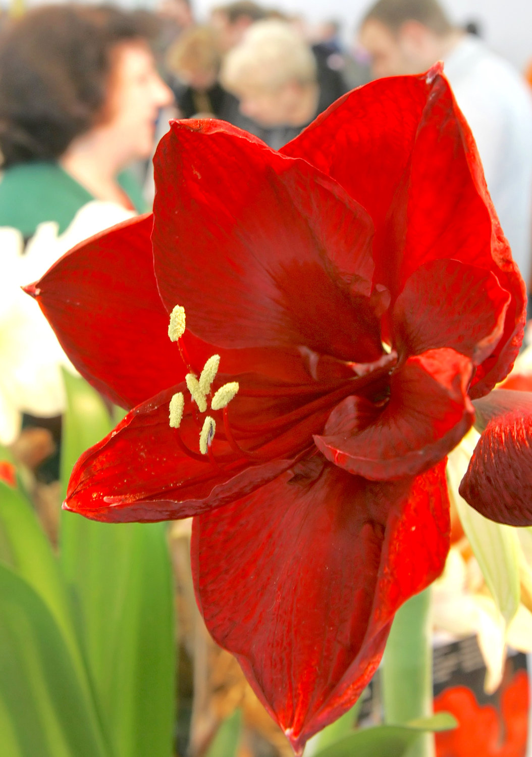 Amaryllis is among the most popular holiday plants can be quite toxic to cats and dogs if ingested.