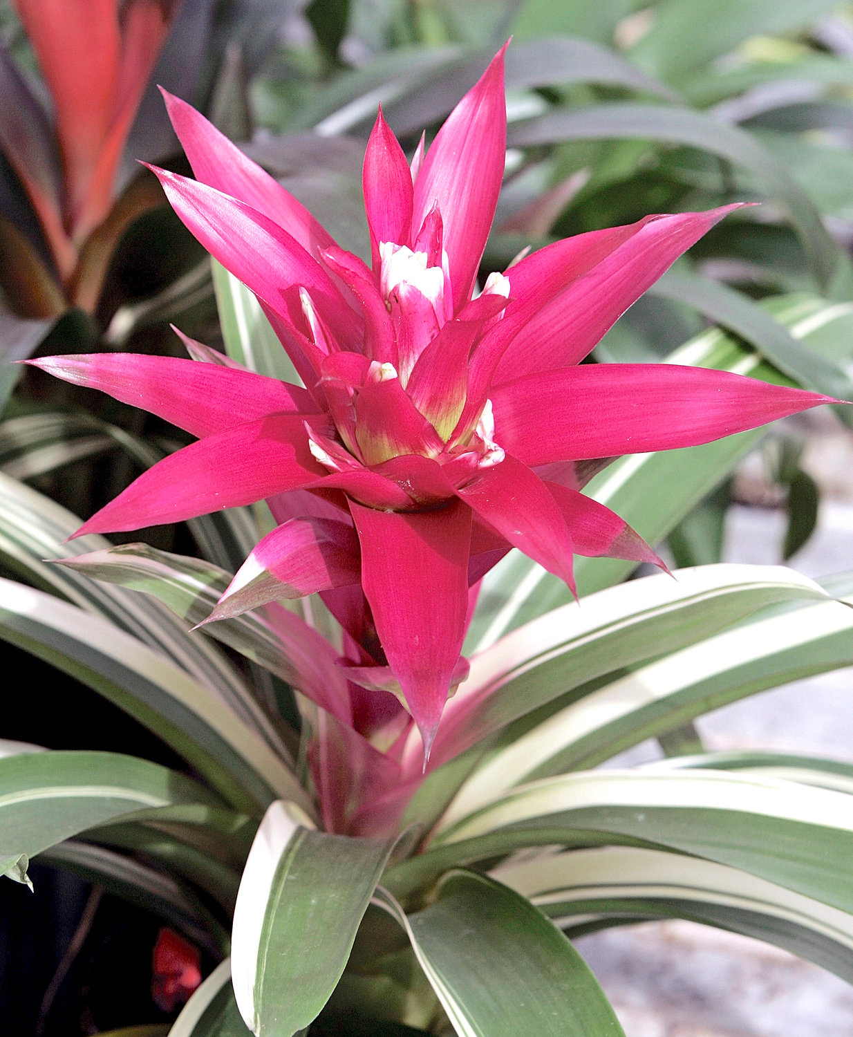 Bromeliad is an alternative plant for decoration during the holidays that isn't poisonous.