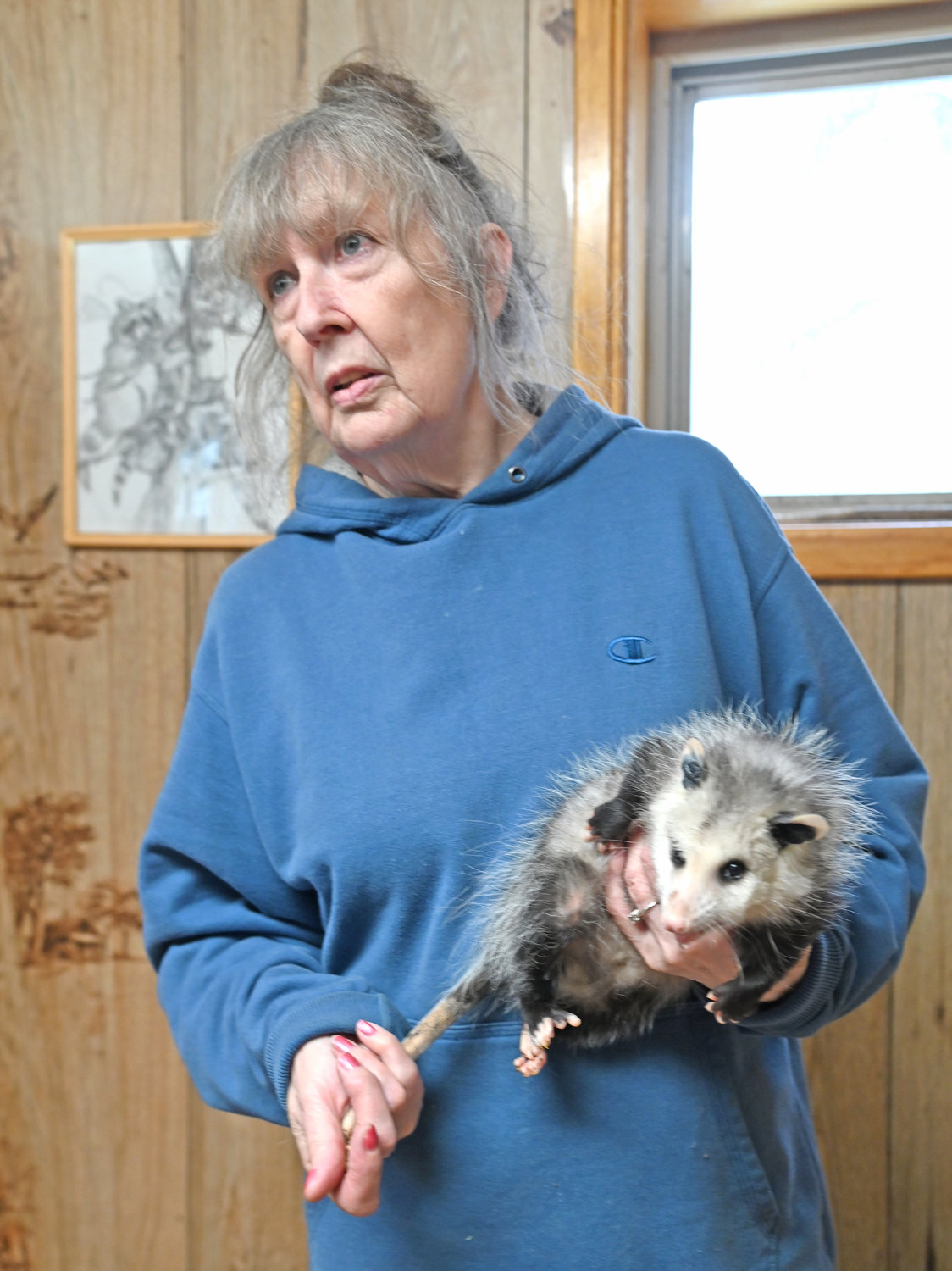 Judy Cusworth founder of Woodhaven Wildlife Center in Chadwicks with one of the opossums she is rehabbing at the facility.