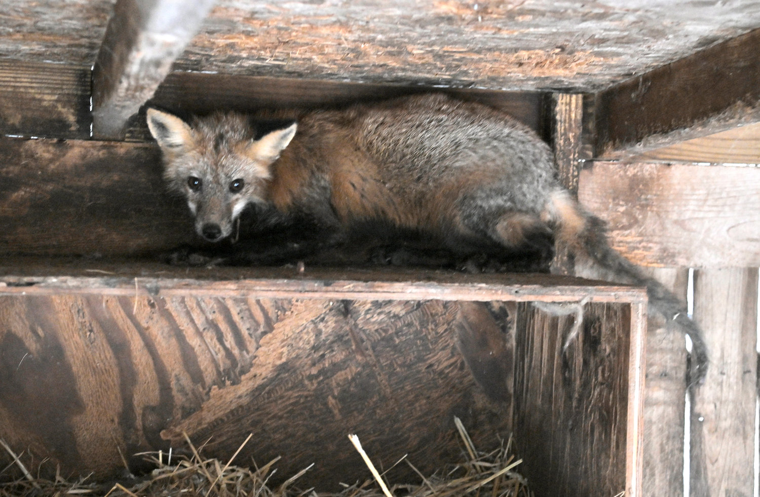 A fox scurries about in one of the outdoor enclosures at the Woodhaven Wildlife Center in Chadwicks. The creature is recovering from mange and will be released soon back to the wild.