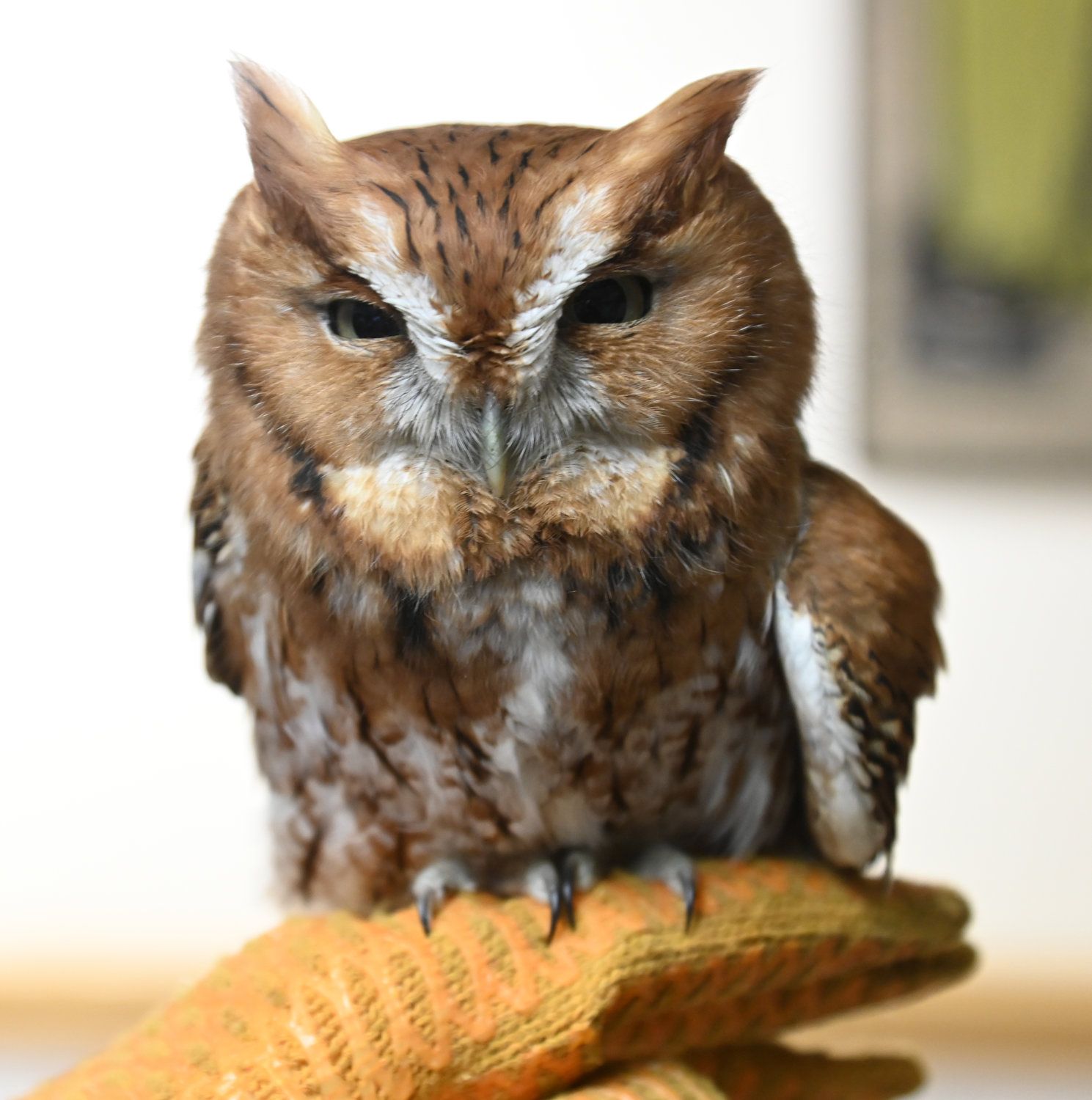 Easter screech owl at the facility that recently came to Woodhaven with a head and wing injury. Cusworth said the owl will end up at Cornell.