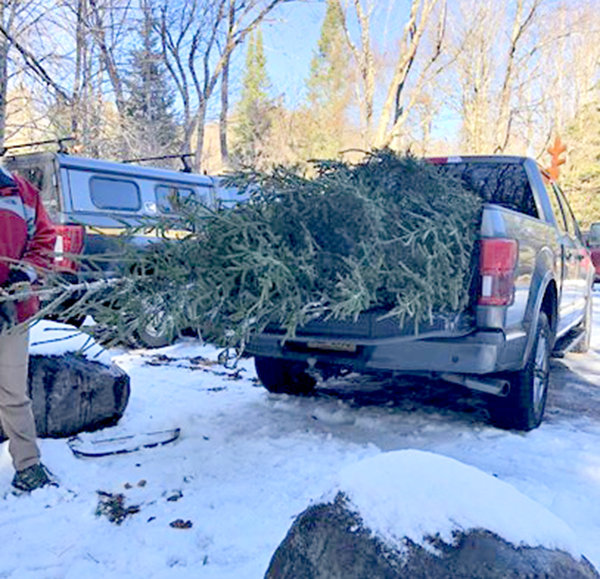 This spruce was illegally cut down on state-owned land near Moss Lake in the Town of Webb, according to the New York State Department of Environmental Conservation. Forest rangers said the accused cutter was ticketed.