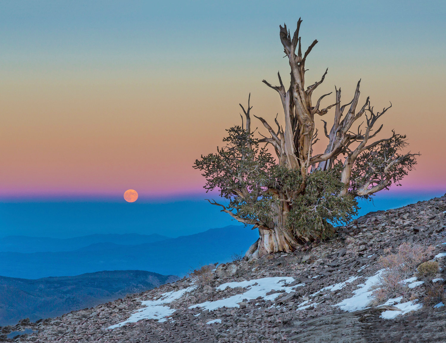 “Bristlecone & Moon” by Don Jacobson, a photograph in the “Flowers, Trees, & Roots: The Wild World of Plants”  exhibit.