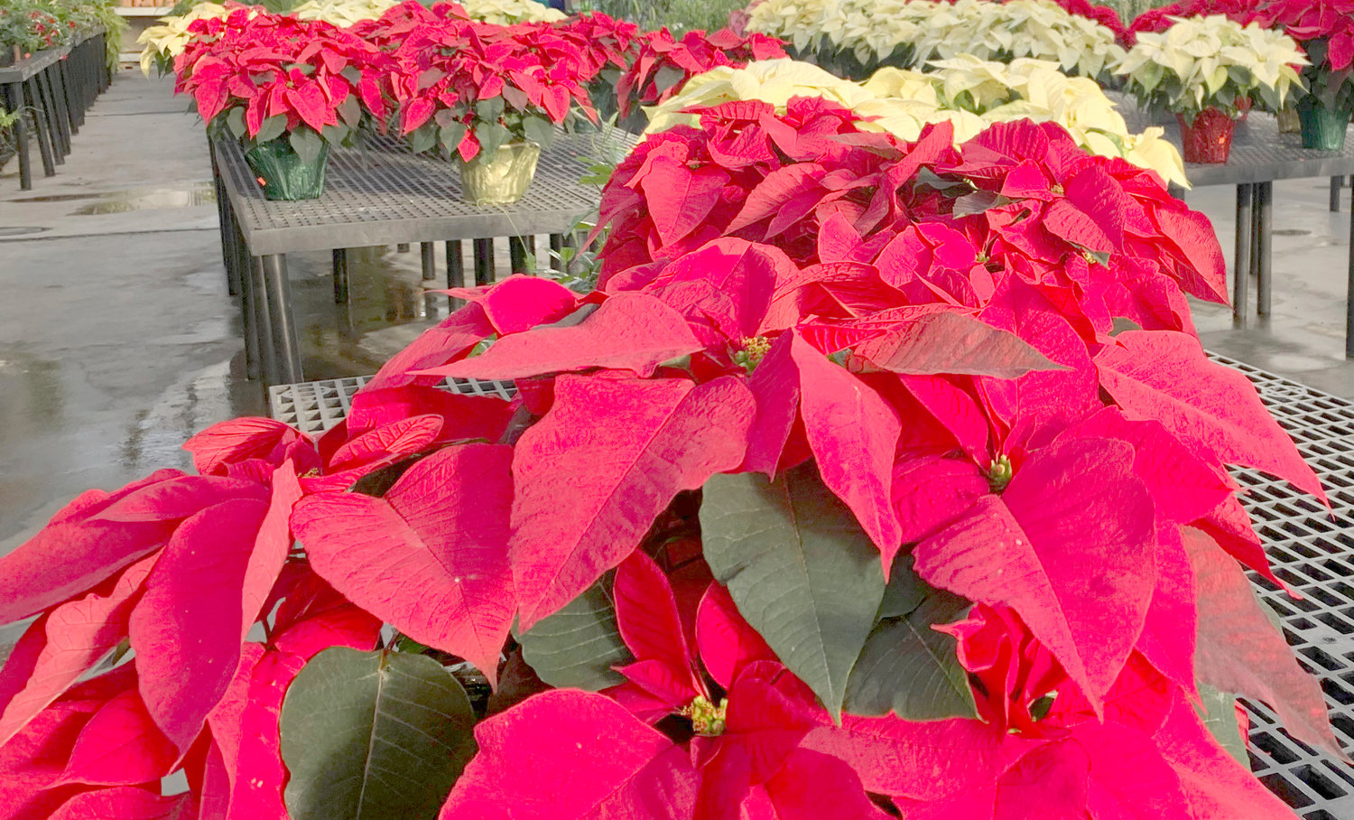 Poinsettias appear on display at a nursery in Larchmont on Monday, Dec. 5. The trick to poinsettias is keeping them alive through the holiday season. That starts with keeping them warm, even on the trip home from the store.