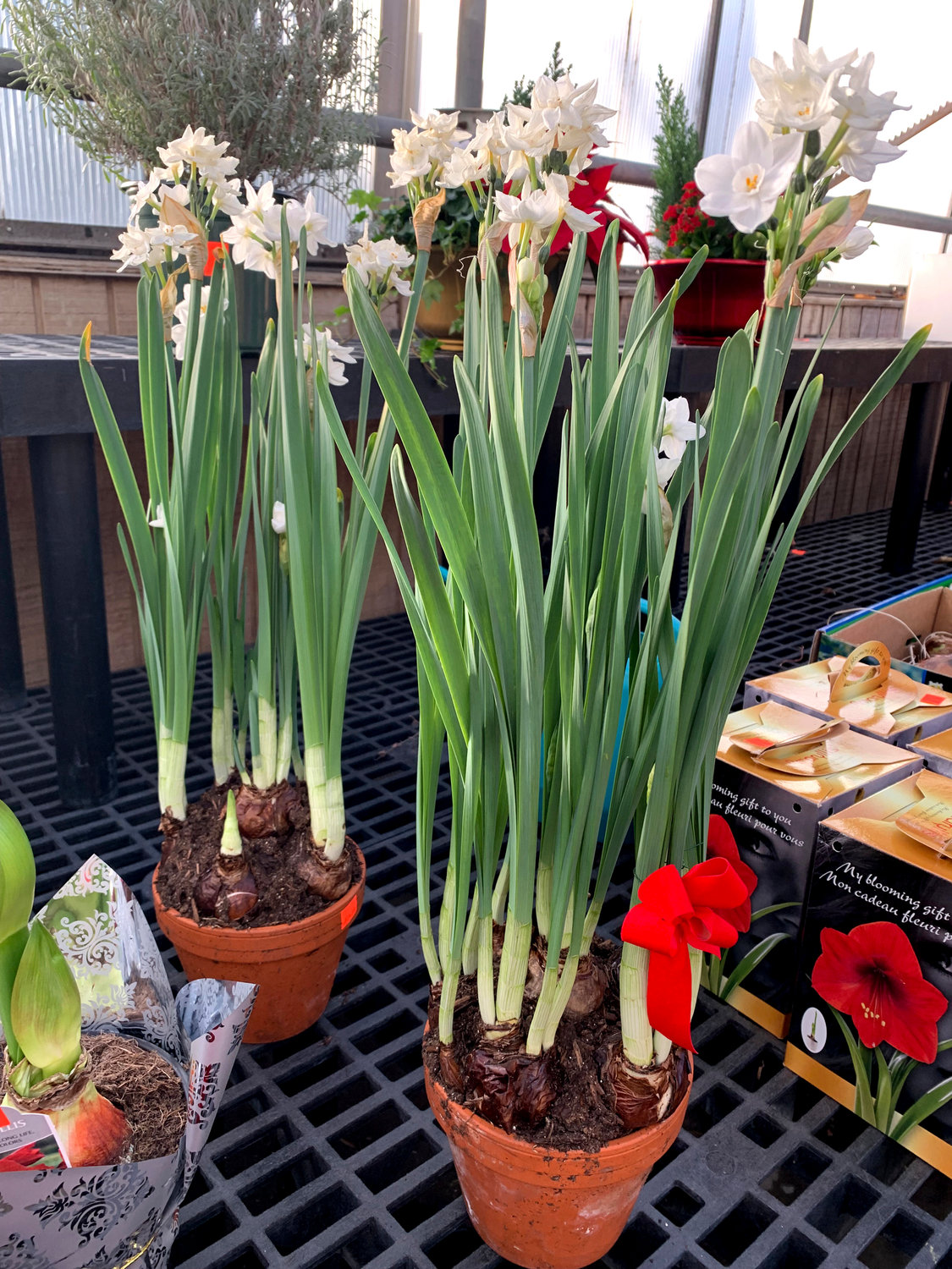 Paperwhites appear on display at a nursery in Larchmont on Monday, Dec. 5. The plant’s bulbs are pre-chilled so they can be planted now and produce flowers in four to six weeks. They do well planted in a shallow container of soil.