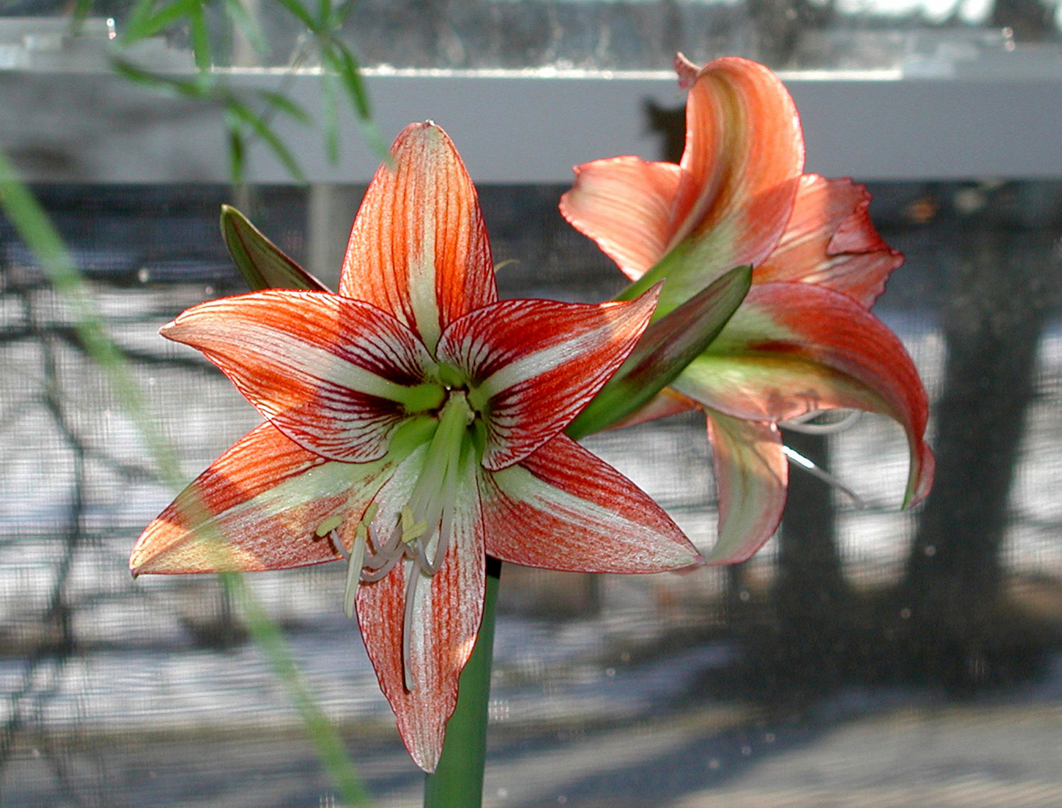 This undated photo shows an Amaryllis in bloom in New Paltz, N.Y. Make sure your amaryllis is planted so that 1/3 of the bulb's top is above the soil line. (AP Photo/Lee Reich)