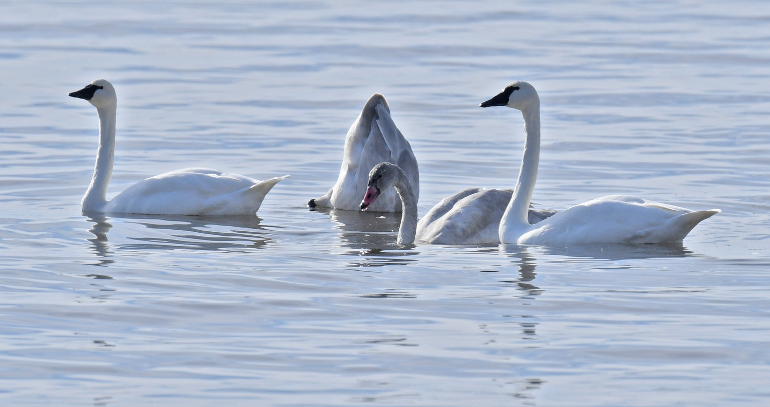 A family of tundra swans on Lakeshore Road in Sylvan Beach Monday, Dec. 5, 2022. The parents on the left and right are guarding their two offspring. The annual Christmas bird count is this Sunday, Dec. 18. The count is an important tool in gathering data to determine the area’s environmental health.