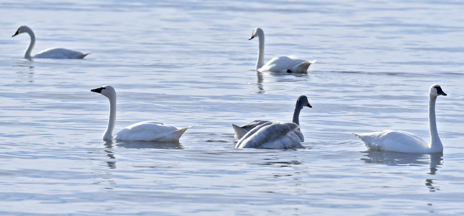 This is five of the about two dozen Tundra Swans that are currently residing viewed from the northside off Lakeshore Road Monday, December 5, 2022.