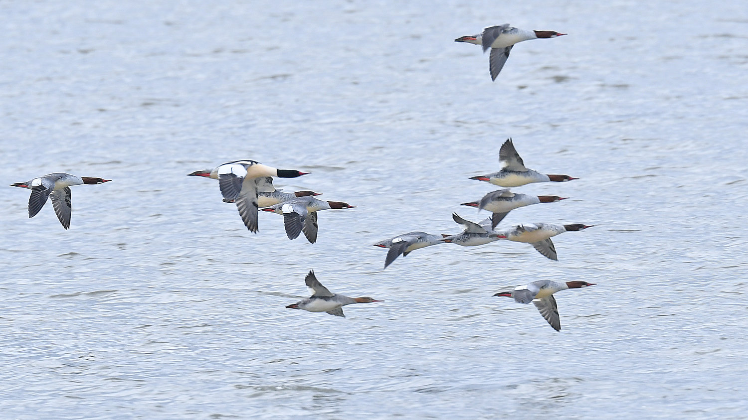 A tight group of common mergansers fly over Delta Lake Sunday, December 5, 2022.