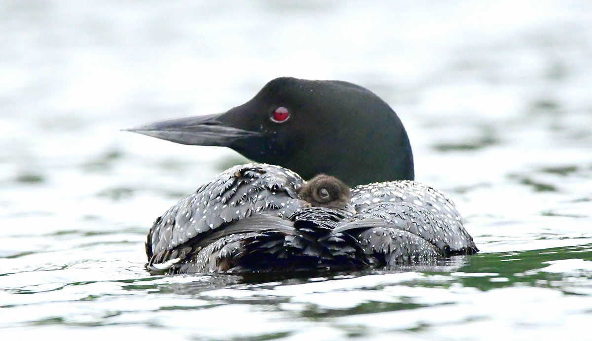 Sue Kiesel’s picture of a loon chick snuggled in its mother’s down feathers will be displayed at the Nappi Wellness Institute.