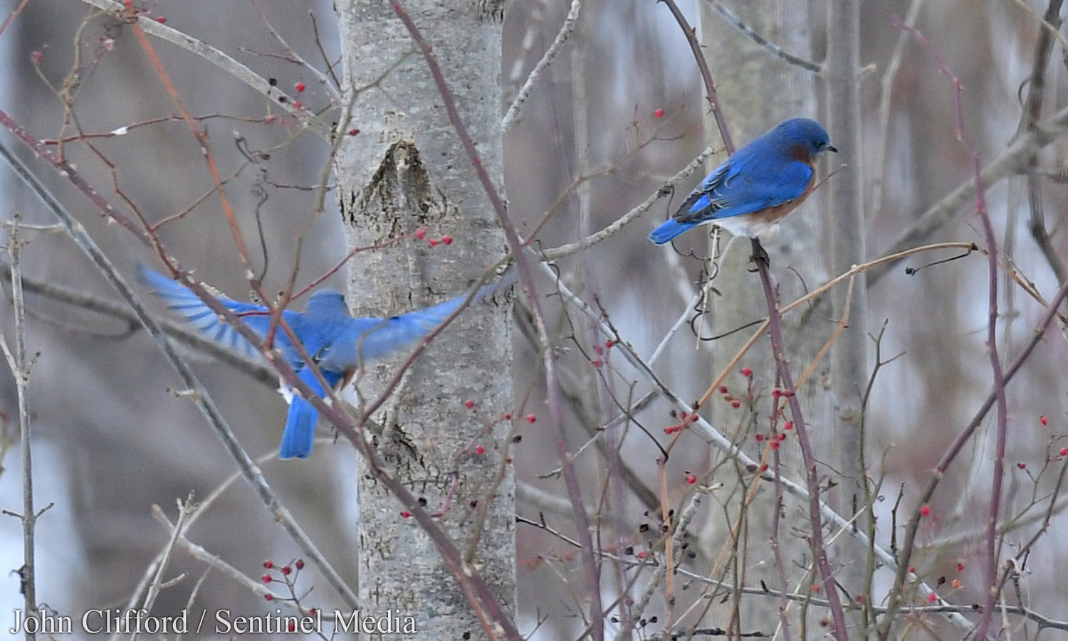 A pair of Eastern Bluebirds looking around for some berries Thursday, December 15, 2022 at Delta Lake State Park.