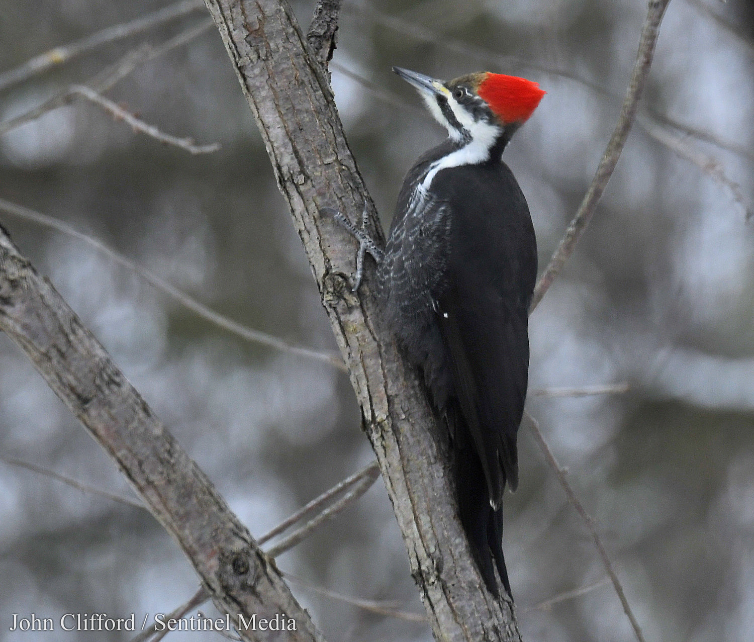 A Pileated Woodpecker on a tree branch along Route 46 near the Rome Fish Hatchery Thursday, December 15, 2022.