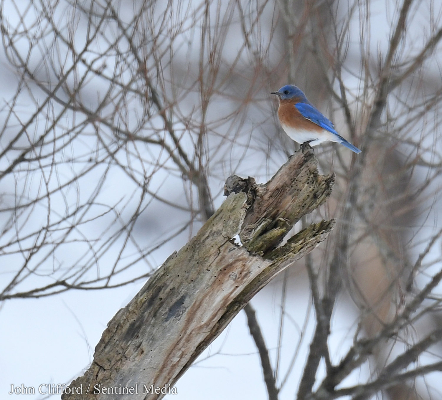 A Eastern Bluebird on a branch Thursday, December 15, 2022 at Delta Lake State Park.