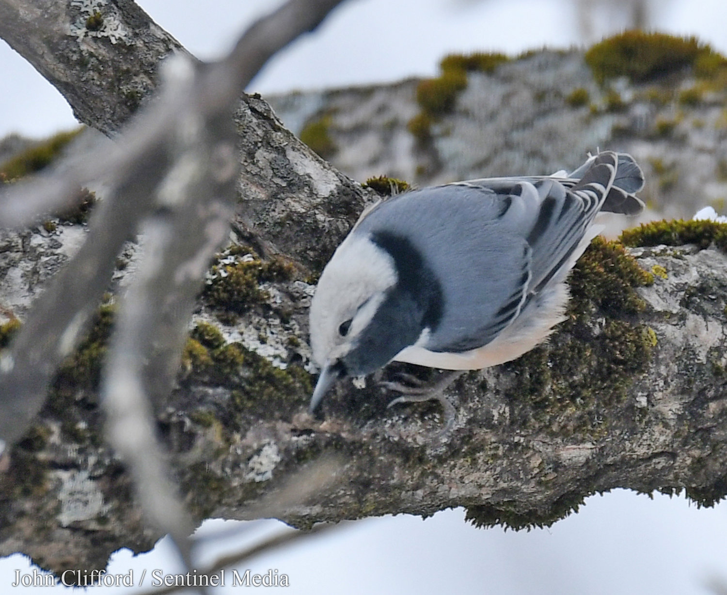 A white-breasted nuthatch on a tree branch at Delta Lake State Park Thursday, December 15, 2022.