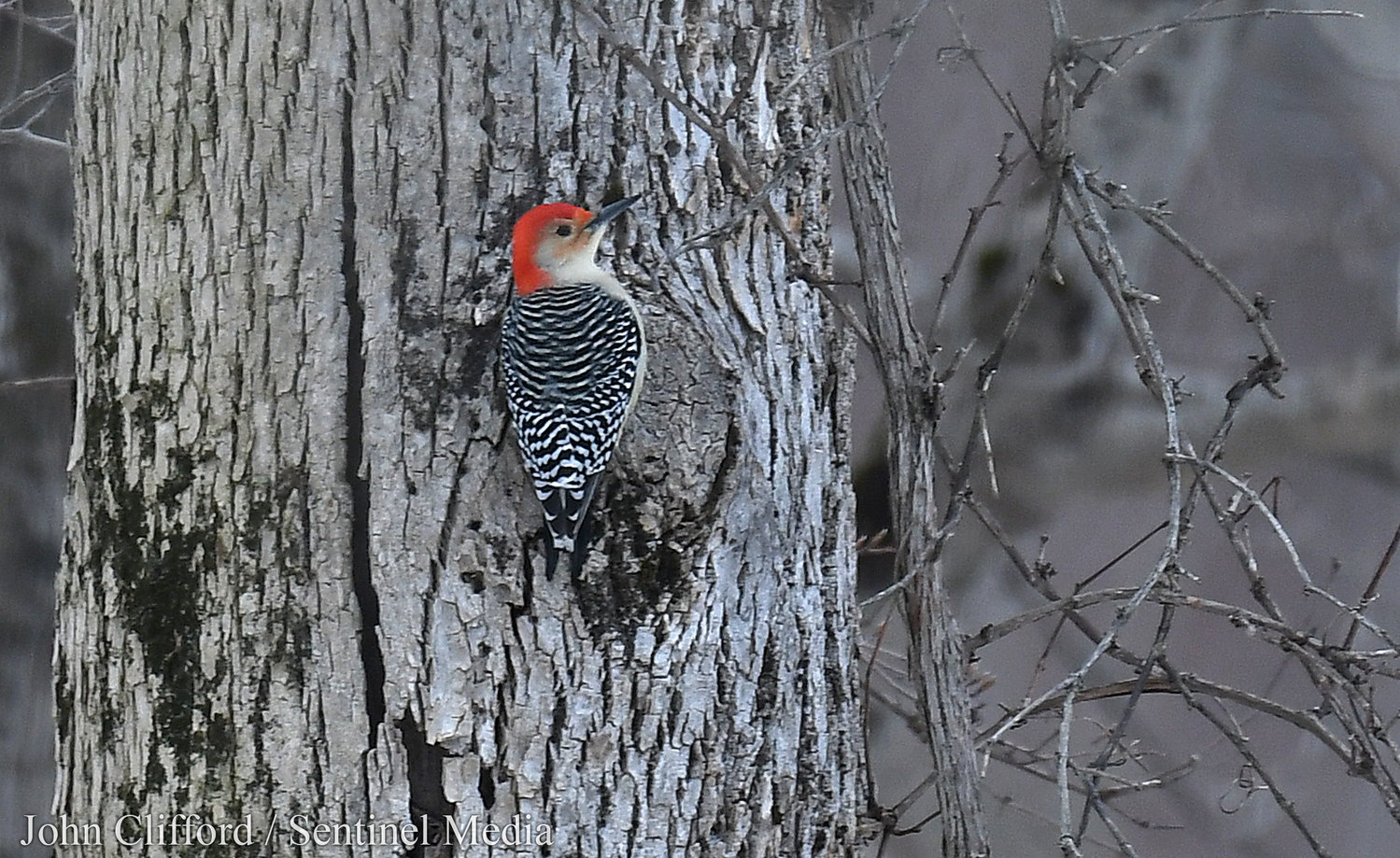 A Red-bellied Woodpecker at Delta Lake State Park Thursday, December 15, 2022.