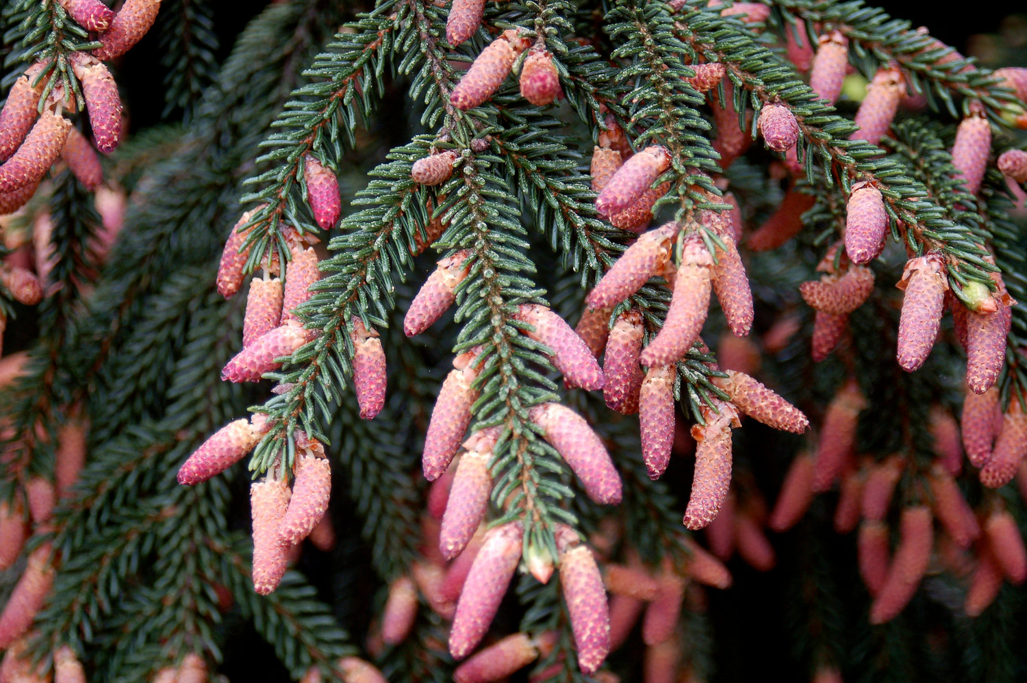 The showy, long purple cones of an Oriental spruce (Picea orientalis) tree.