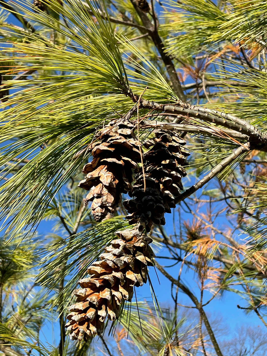 The robust, banana-shaped, light-brown cones of a Himalayan pine (Pinus wallichiana) tree.