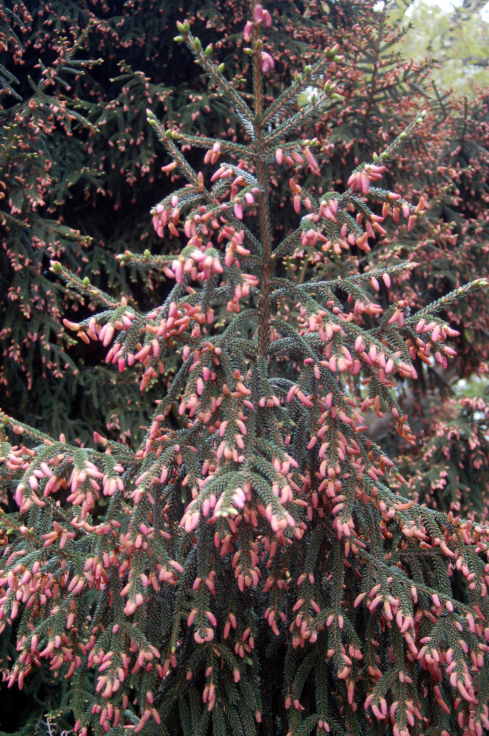 This May 11, 2006, image provided by Vincent A. Simeone shows the showy, long purple cones of an Oriental spruce (Picea orientalis) tree. (Vincent A. Simeone via AP)