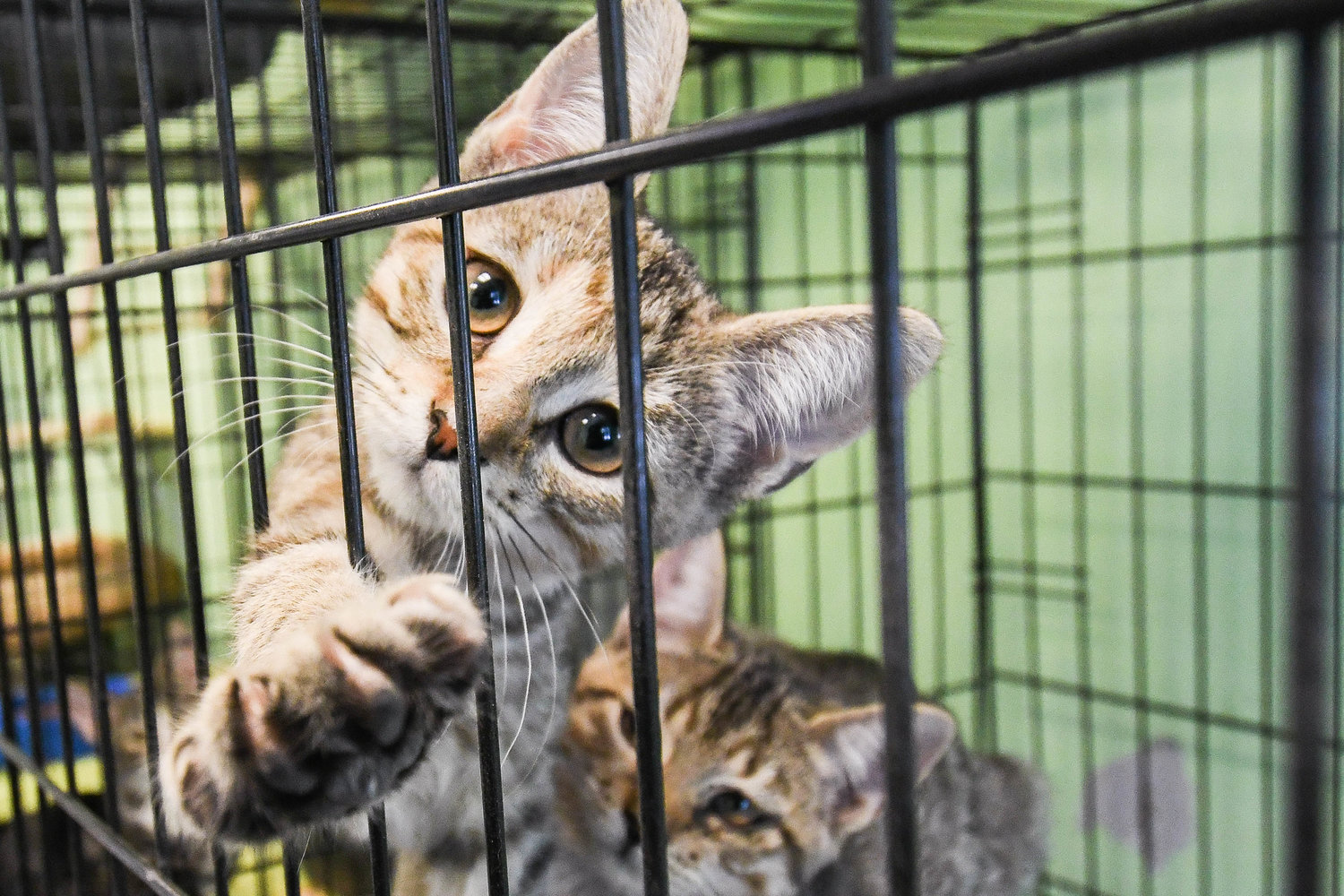 A kitten reaches through a cage to play on Wednesday, Dec. 14 at Anita’s Stevens Swan Humane Society in Utica. Shelters in Oneida and Madison counties are experiencing higher volumes of surrenders and animals in need of medical care.