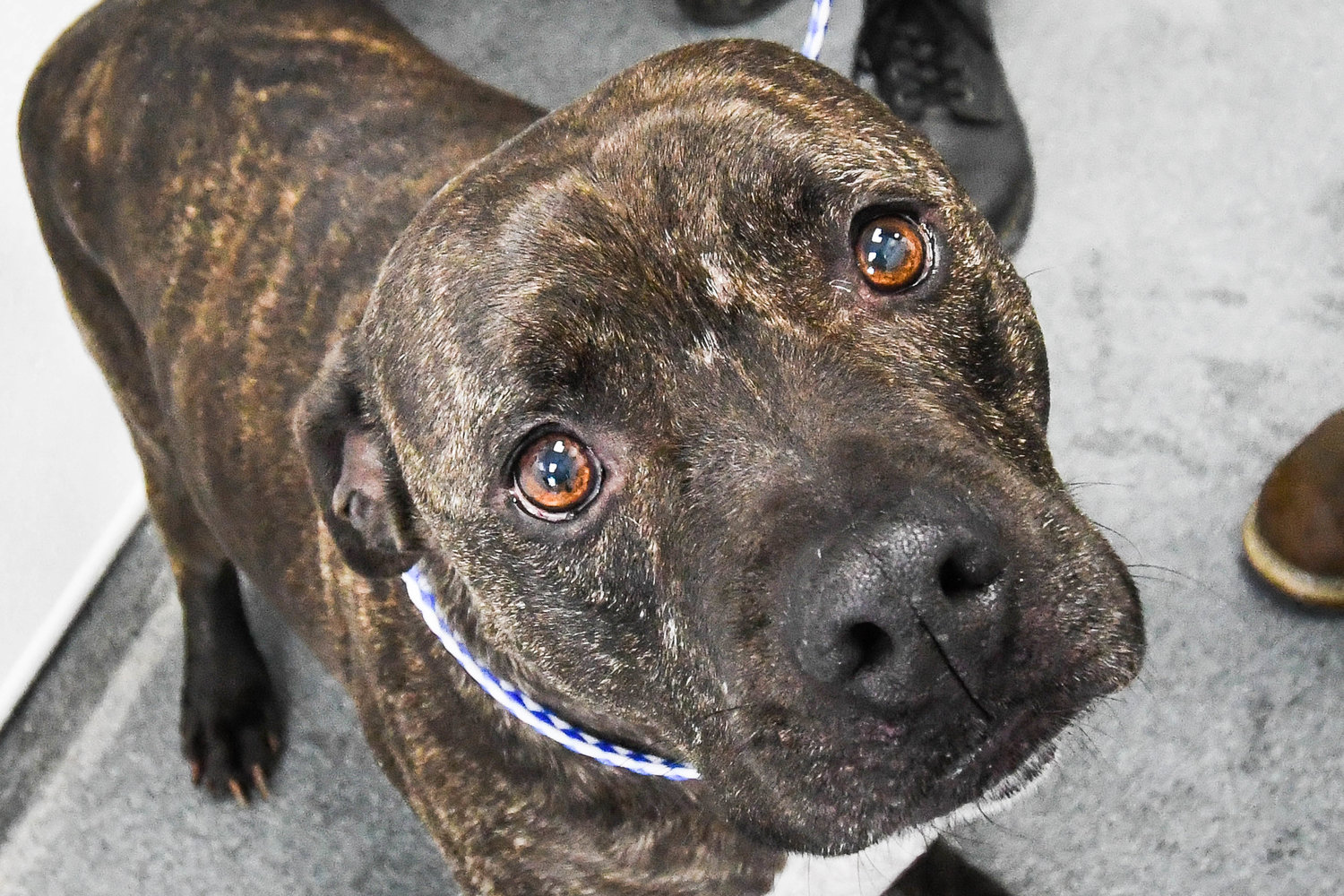 Rebel, a pitbull, is one of many dogs up for adoption at Anita’s Stevens Swan Humane Society in Utica. Those looking to help can make a monetary donation to their local shelter during the Save-A-Life Campaign and every donation is matched.