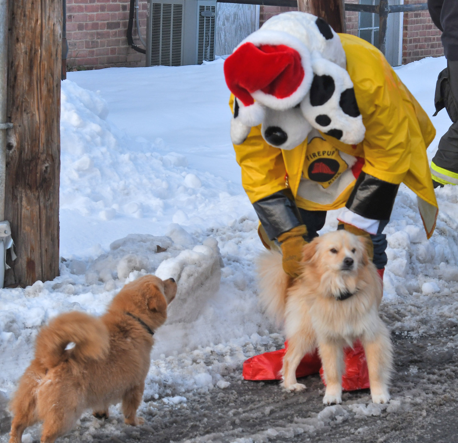 Sparky the Fire Dog visits with some friends on Steuben Street on Wednesday, while helping Santa Claus and the Rome Fire Department hand out gifts.