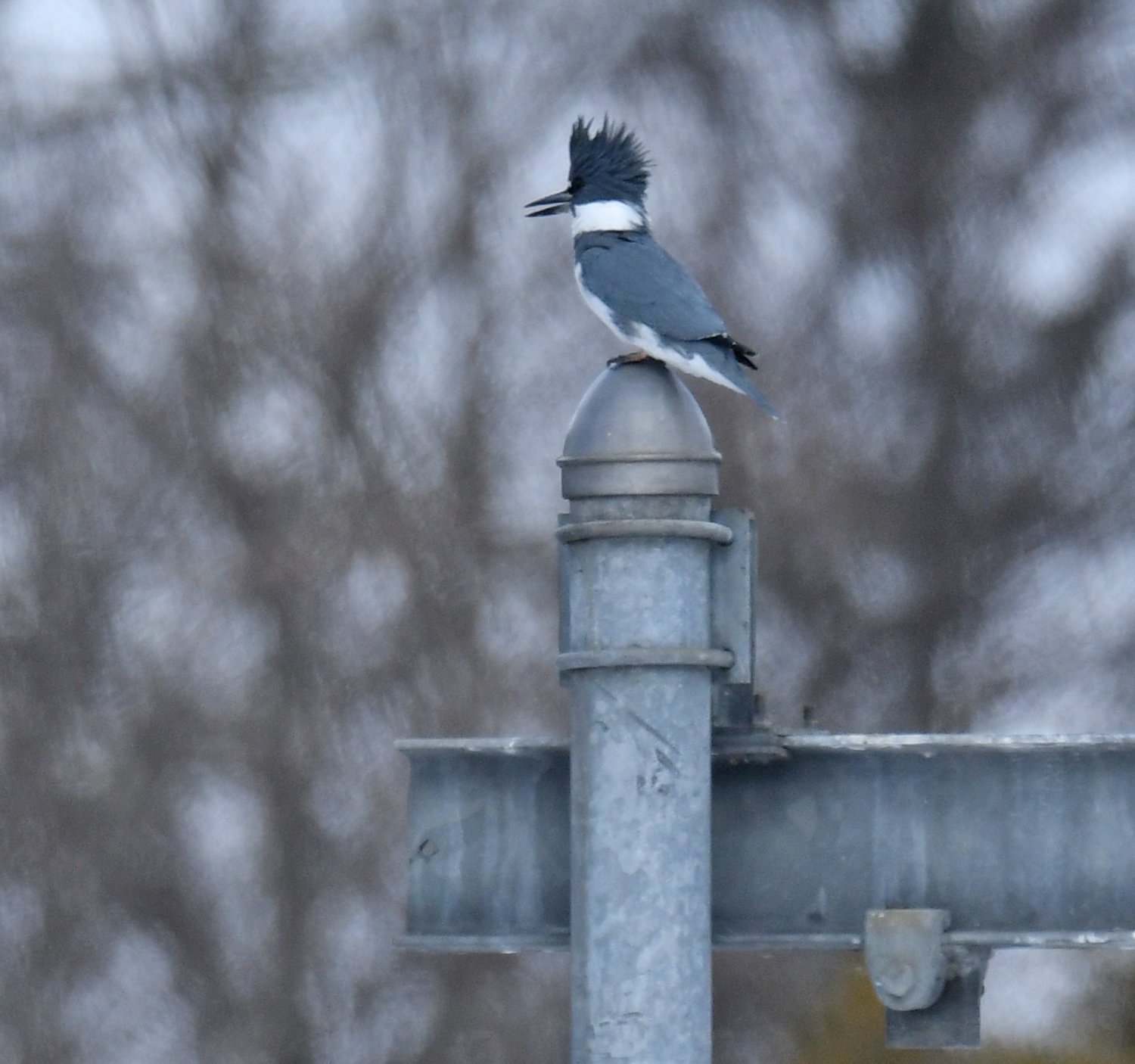 A male belted kingfisher at the Rome Fish Hatchery was part of the 123 annual Christmas Bird Count that happened around Rome and Oneida County on Sunday, Dec. 18.