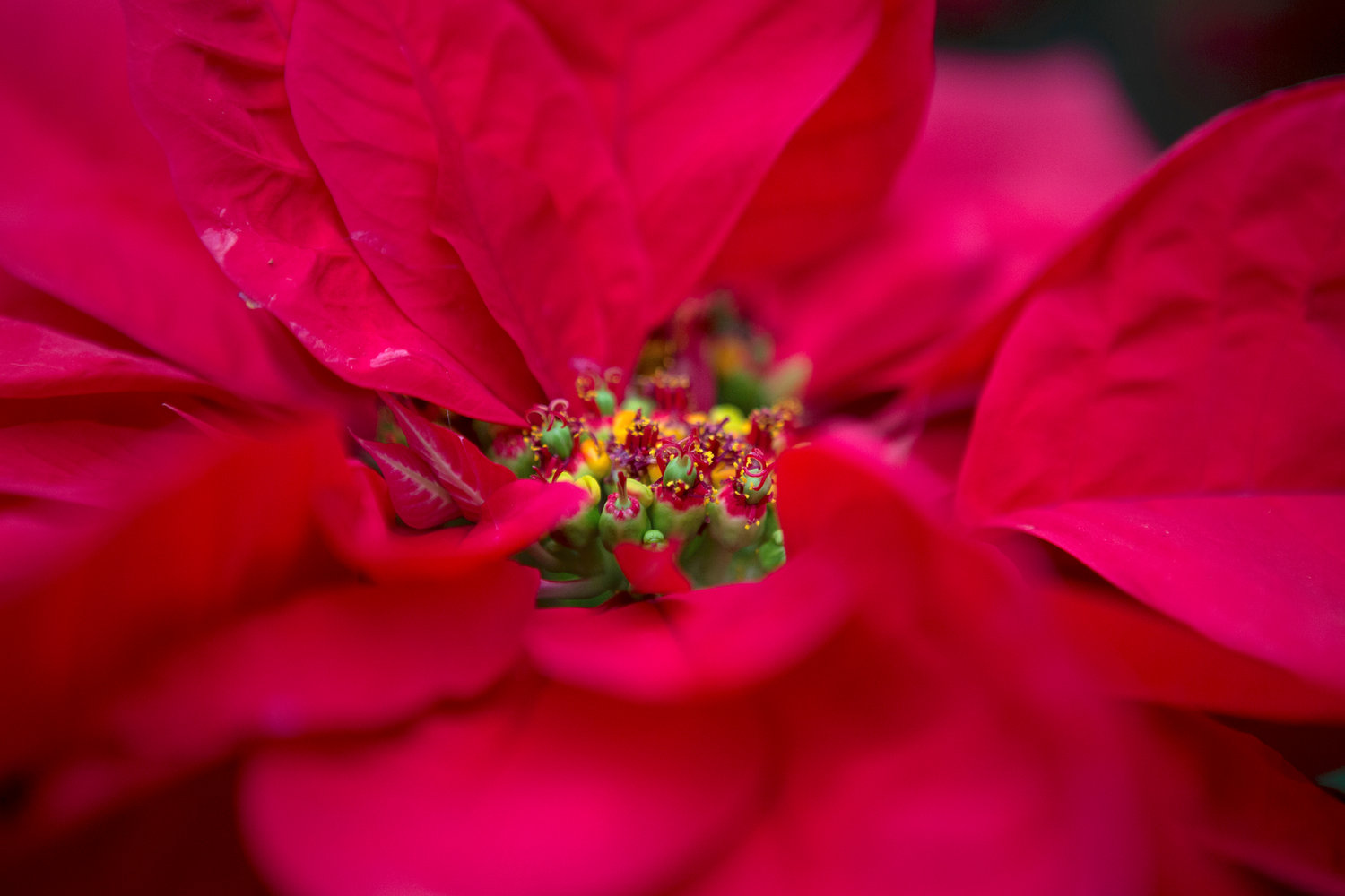 A close up view of a poinsettia in the Xochimilco borough of Mexico City, Saturday, Dec. 10. Despite being a universal Christmas icon, few people are aware the Christmas Eve flower, commonly known as the poinsettia, is native to Mexico.