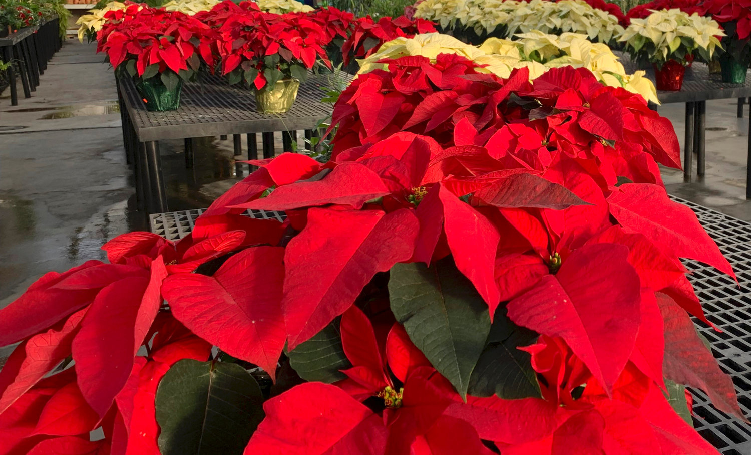 Poinsettias appear on display at a nursery in Larchmont on Monday, Dec. 5.