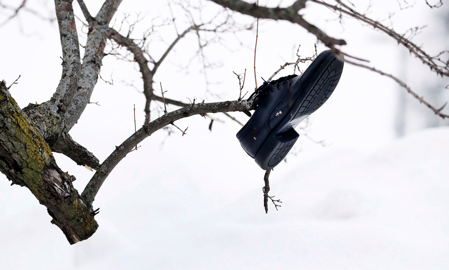 A shoe hangs onto a tree knocked over by wind on University at Buffalo South's campus in Buffalo, N.Y., on Tuesday, Dec. 27, 2022. The wind was part of a blizzard that hit four Western New York counties. (Joseph Cooke/The Buffalo News via AP)