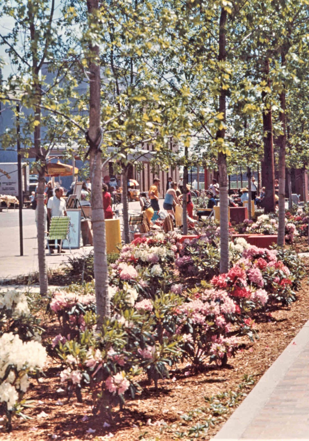 Flower bushes and trees line the former Pedestrian Mall behind Rome City Hall.