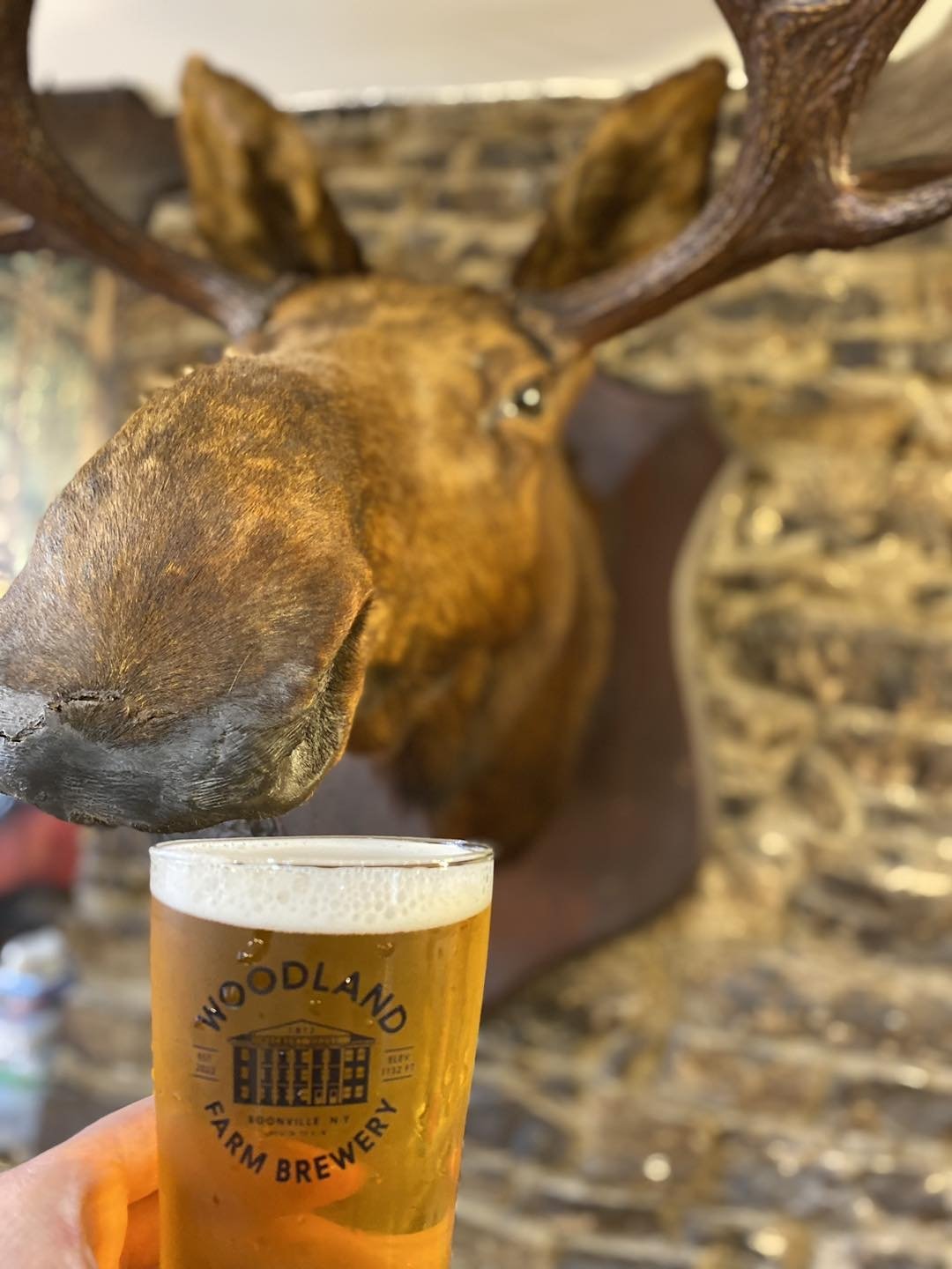A moose seems to enjoy a cold one at the Woodland Brewery’s newest venue at the historic Hulbert House in Boonville.