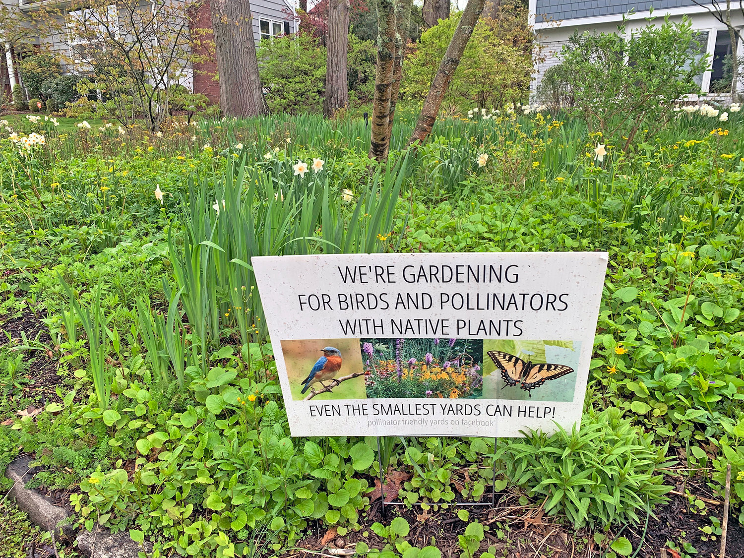 A front yard in Westchester County, N.Y., pictured on May 4, 2022, has been converted from lawn to pollinator-friendly, native plants.