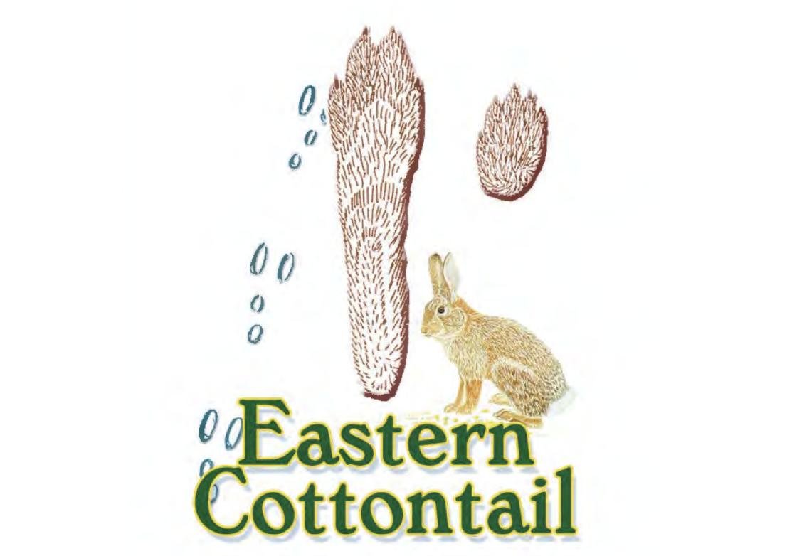 The New York State Department of Environmental Conservation encourages families to enjoy the outdoors with activities such as searching for animal tracks in the snow — such as the eastern cottontail rabbit.