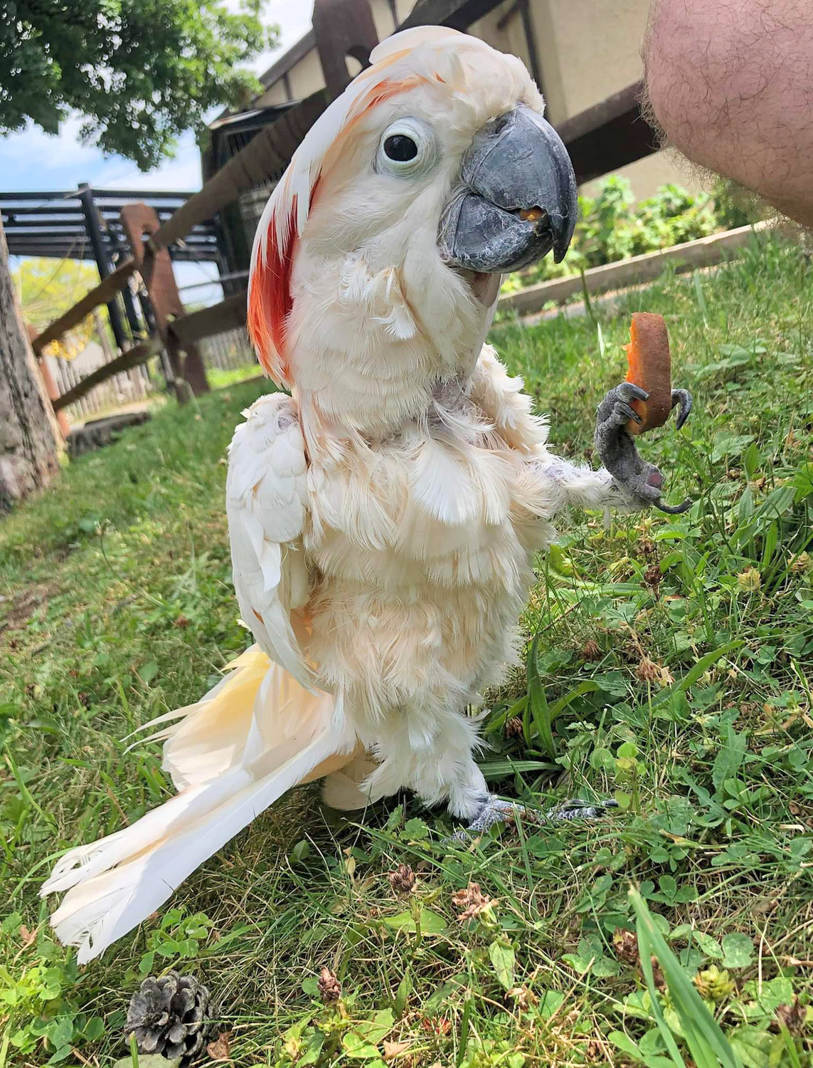 Polly the Cockatoo has died after living at the Utica Zoo for 53 years, zoo officials said. Polly was a longtime zoo ambassador who participated in many educational programs over the decades.
