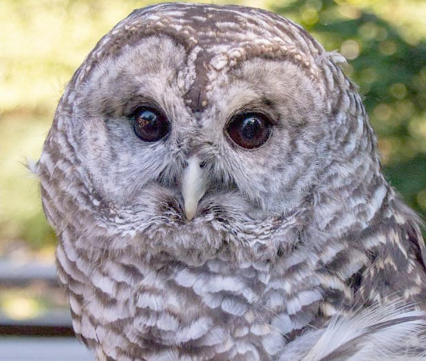 Grace, an owl at the Utica Zoo, is one of the 16 finalists for the 2023 Superb Owl Awards.