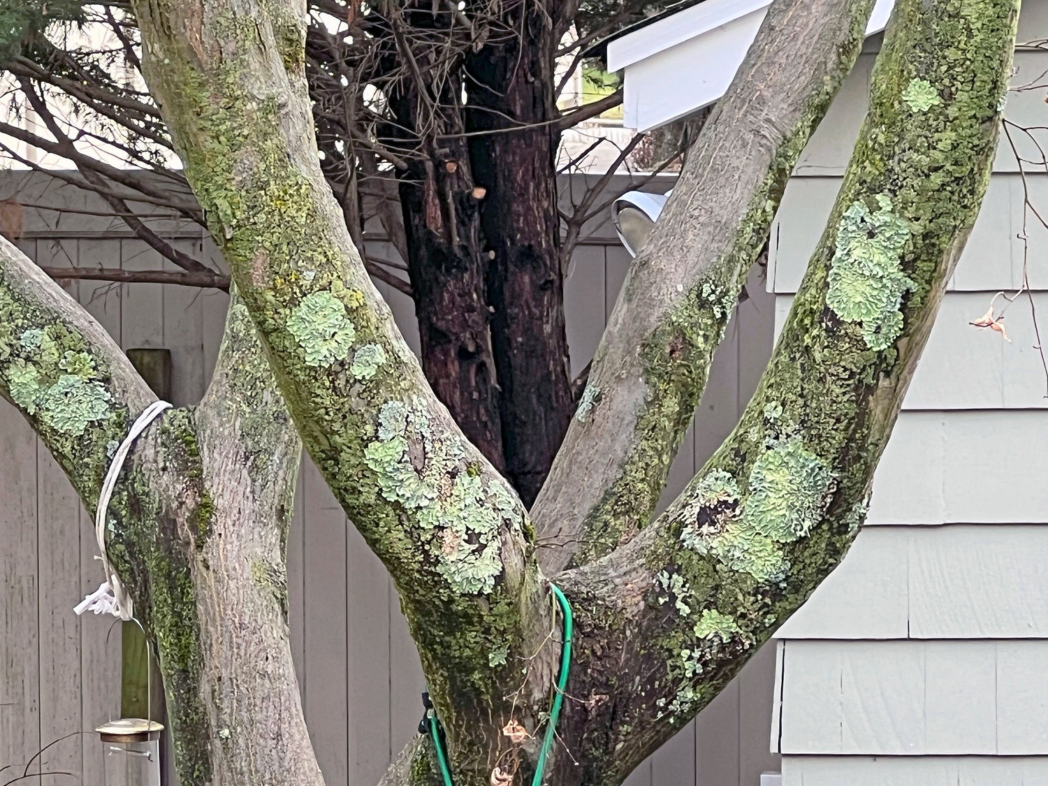 Light green masses called lichens growing on a maple tree on Long Island.