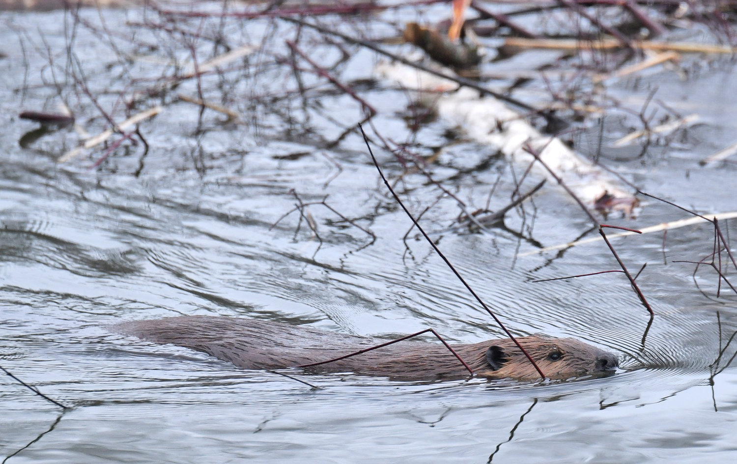 A North American beaver moves branches around with its mouth as work continues on its lodge at Delta Lake State Park. Beavers are semiaquatic rodents and like to eat the bark and twigs of popular, aspen, birch, willow and maple trees.