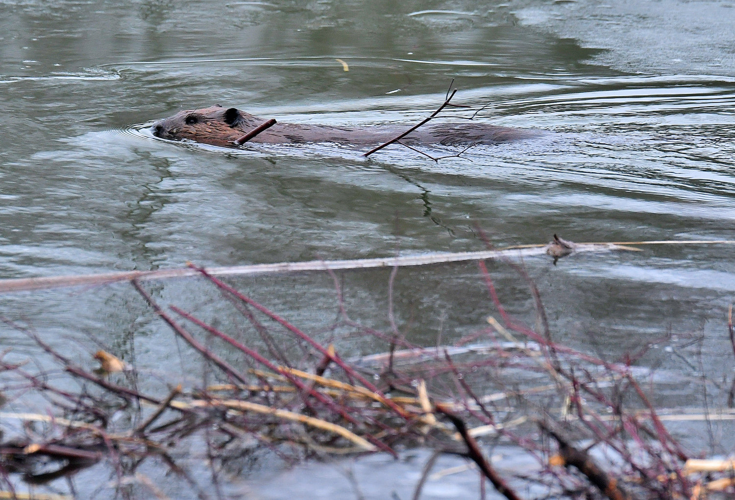 A North American beaver moves branches around with its mouth as work continues on its lodge at Delta Lake State Park. Beavers are semiaquatic rodents and like to eat the bark and twigs of popular, aspen, birch, willow and maple trees.
