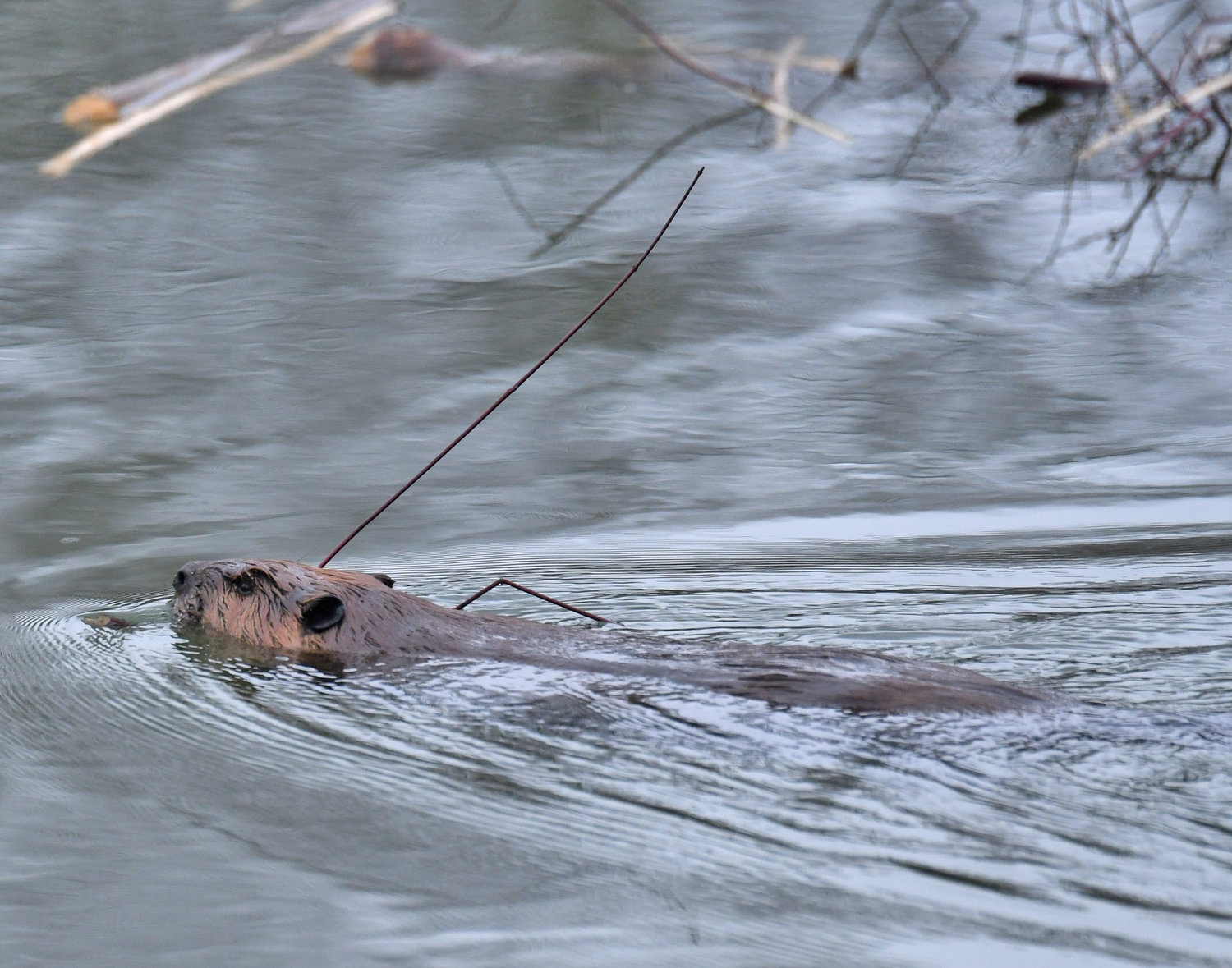 A North American beaver carries a branch with its mouth as work continues on its lodge at Delta Lake State Park. Beavers are semiaquatic rodents and like to eat the bark and twigs of popular, aspen, birch, willow and maple trees.