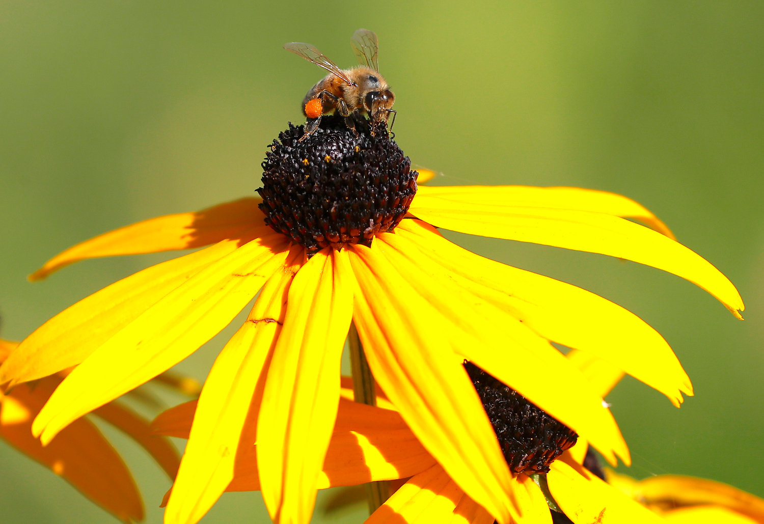 A honey bee collects pollen on his leg from a rudbeckia plant in a park in London.