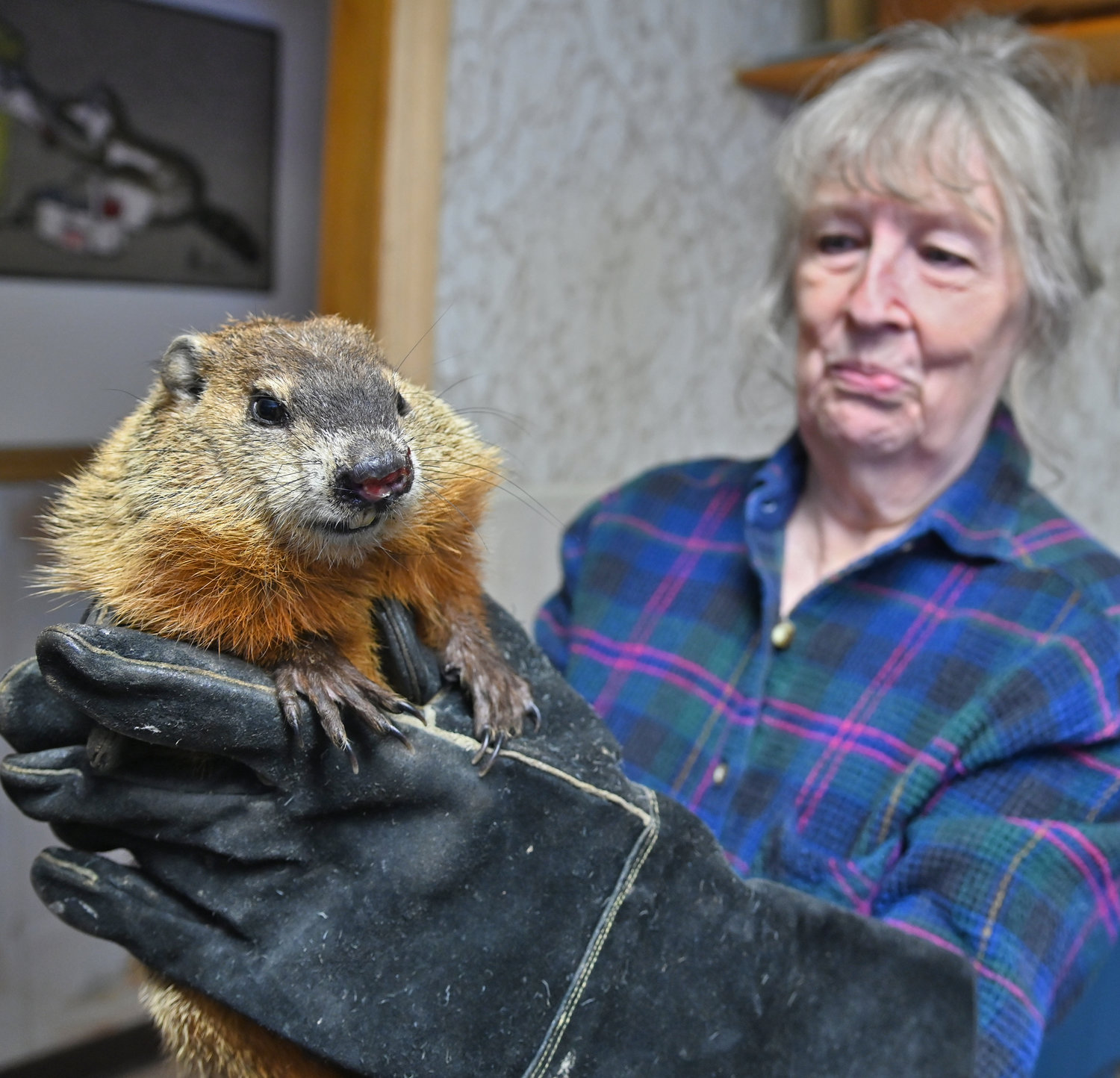 OK APRIL, YOU KNOW WHAT TO DO…. — April, a groundhog, poses for the camera with wildlife rehabilitator Judy Cusworth on Tuesday at the Woodhaven Wildlife Center in Chadwicks. April, perhaps a distant relative of the famous prognosticator Punxsutawney Phil, may get its own chance to predict spring’s arrival on Thursday, Feb. 2, also known as Groundhog Day. April came to the rehabilitation center after a good Samaritan retrieved the animal from a roadway in Sauquoit over the weekend. The groundhog, less than a year old, came out of hibernation to look for food when it injured its nose on the road. The Groundhog Day lore comes from the Pennsylvania Dutch superstition that if a groundhog emerges from its burrow on Feb. 2 and sees its shadow, it will retreat to its den and winter will go on for six more weeks; if it does not see its shadow, spring will arrive early.