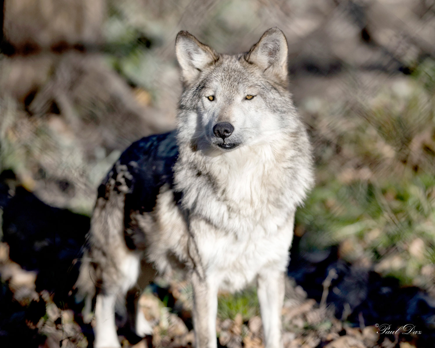 The Utica Zoo invites the public to enjoy nature at night, including such nocturnal creatures as a wolf, during the organization’s upcoming Night Prowl event on Friday, Feb. 17.