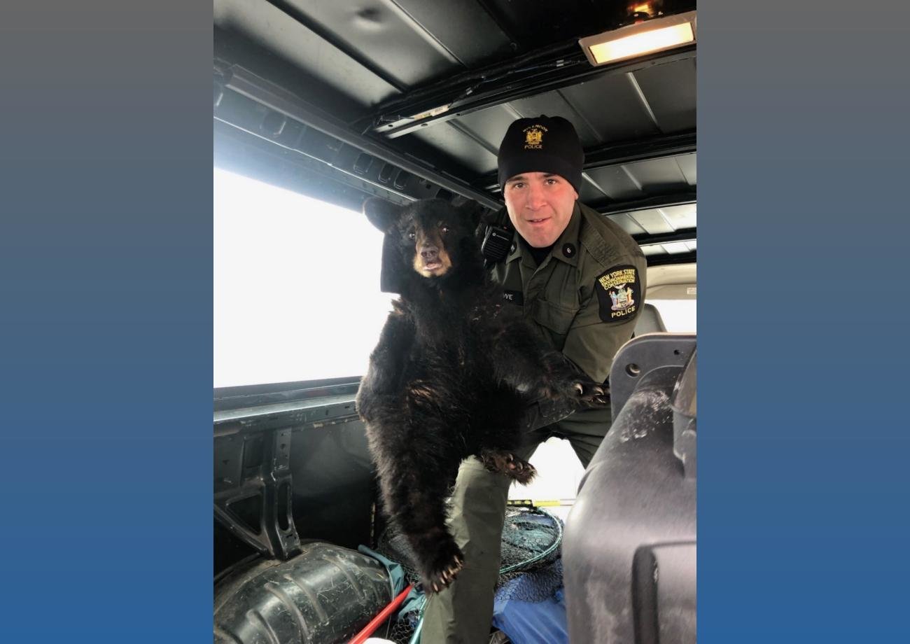 Environmental Conservation Officer Robert Howe poses with the bear cub he rescued in the Town of Salisbury in Herkimer County. The cub has been taken to a wildlife rehabilitation center until it can be safely returned to the wild.