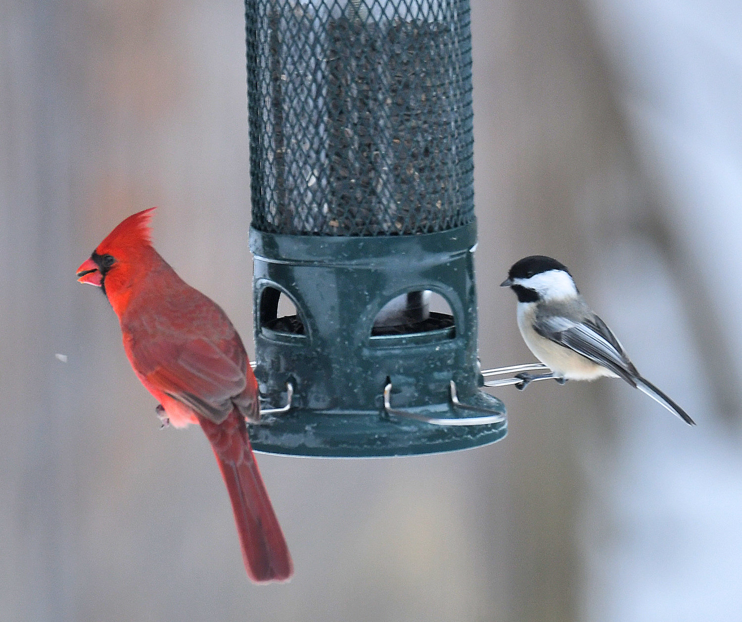 A male cardinal and a black capped chickadee share a backyard feeder in Rome this winter. This weekend, hundreds of Mohawk Valley residents will join birdwatchers worldwide in counting and recording their feathered friends as part of the annual Great Backyard Bird Count.